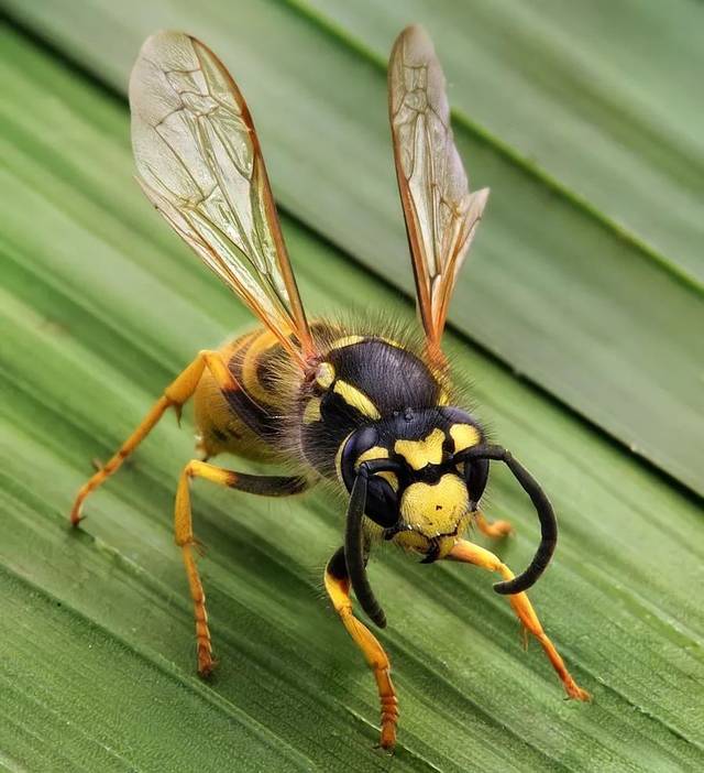 黄蜂的毒针——自然界的防御利器